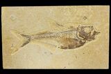 Bargain, Fossil Fish (Diplomystus) - Green River Formation #136806-1